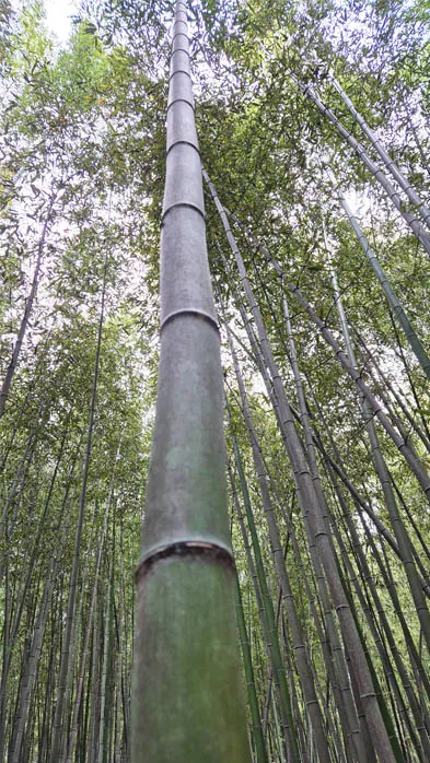 Roteiro de 20 dias Japão - Floresta de Bambu